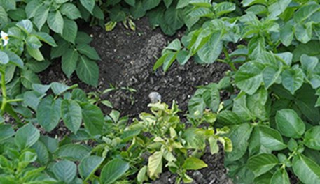 Managing the risk of blackleg and soft rot